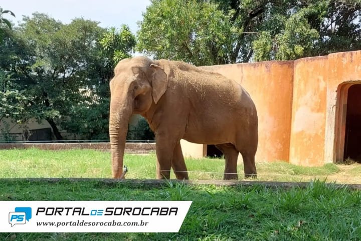 Ibama autua Prefeitura de Sorocaba por supostos maus-tratos ao elefante Sandro
