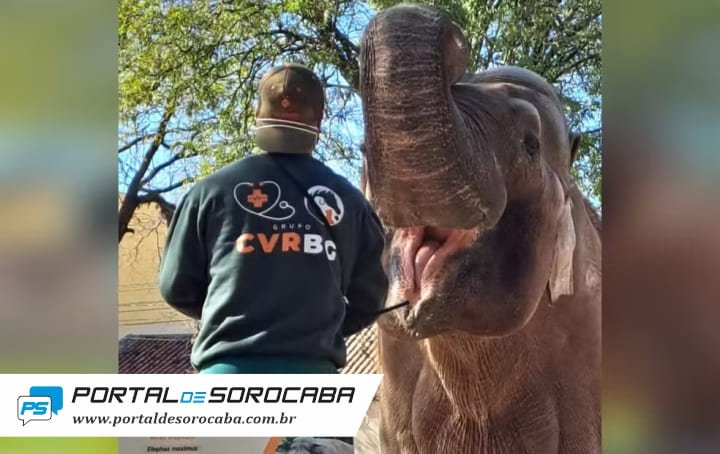 Ibama autua Prefeitura de Sorocaba por supostos maus-tratos ao elefante Sandro